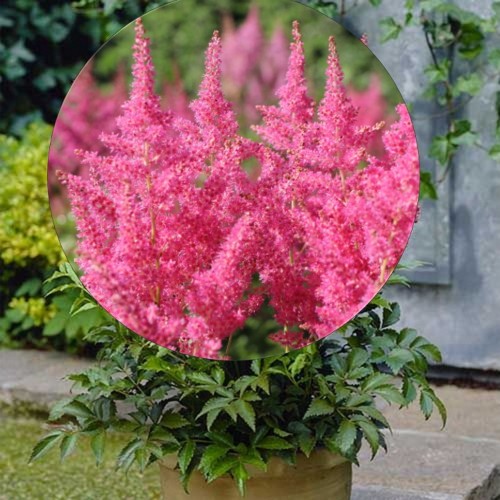 Astilbe japonica 'Mainz' - Jaapani astilbe 'Mainz' P9/0,55L  